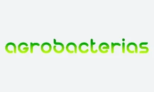 Agrobacterias