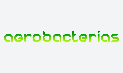 Agrobacterias